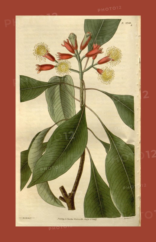Botanical print by Sir William Jackson Hooker, FRS, 1785 â€ì 1865, English botanical illustrator. He held the post of Regius Professor of Botany at Glasgow University, and was Director of the Royal Botanic Gardens, Kew. From the Liszt Masterpieces of Botanical Illustration Collection, 1827