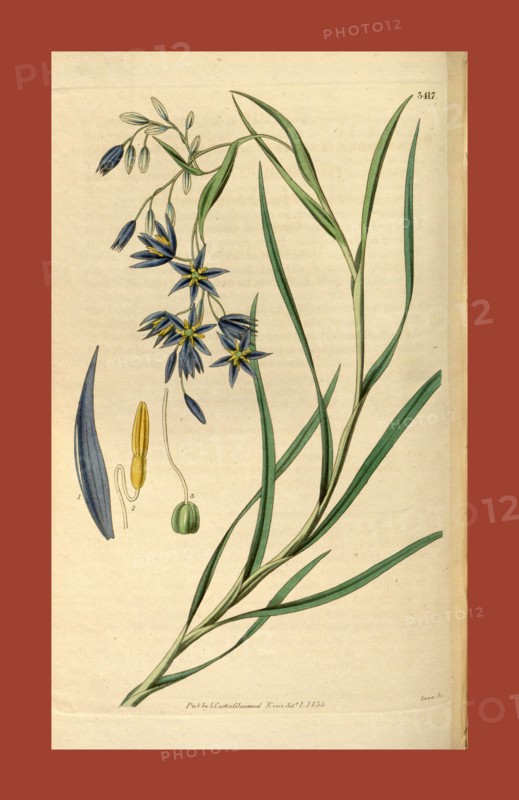 Botanical print or English natural history illustration by Joseph Swan 1796-1872, British Engraver. From the Liszt Masterpieces of Botanical Illustration Collection, 1835