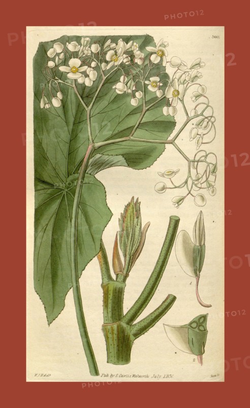 Botanical print by Sir William Jackson Hooker, FRS, 1785 â€ì 1865, English botanical illustrator. He held the post of Regius Professor of Botany at Glasgow University, and was Director of the Royal Botanic Gardens, Kew. From the Liszt Masterpieces of Botanical Illustration Collection.