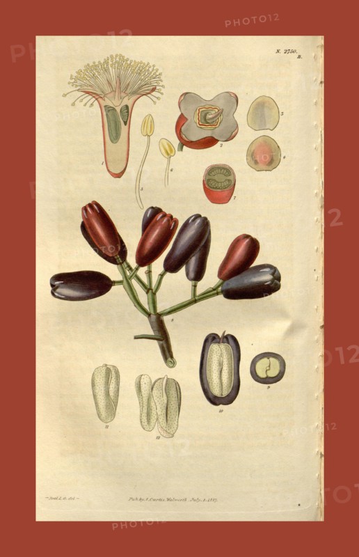 19th century botanical colour  print. Botanical illustration.  Form, colour, and details of the  plant as an art piece. From the  Liszt Masterpieces of Botanical  Illustration Collection, 1827