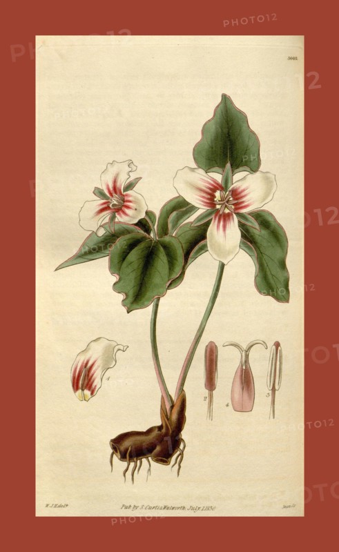 Botanical print by Sir William Jackson Hooker, FRS, 1785 â€ì 1865, English botanical illustrator. He held the post of Regius Professor of Botany at Glasgow University, and was Director of the Royal Botanic Gardens, Kew. From the Liszt Masterpieces of Botanical Illustration Collection, 1830