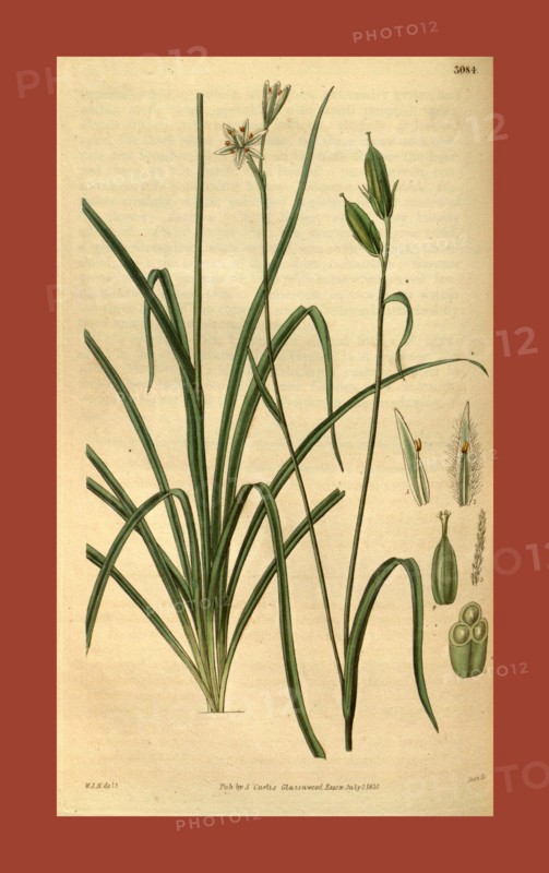 Botanical print by Sir William Jackson Hooker, FRS, 1785 â€ì 1865, English botanical illustrator. He held the post of Regius Professor of Botany at Glasgow University, and was Director of the Royal Botanic Gardens, Kew. From the Liszt Masterpieces of Botanical Illustration Collection, 1831