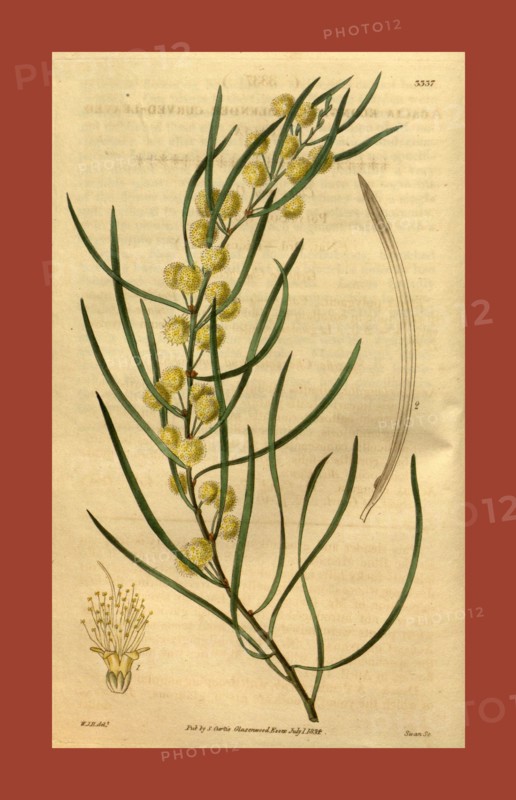 Botanical print by Sir William Jackson Hooker, FRS, 1785 â€ì 1865, English botanical illustrator. He held the post of Regius Professor of Botany at Glasgow University, and was Director of the Royal Botanic Gardens, Kew. From the Liszt Masterpieces of Botanical Illustration Collection, 1834