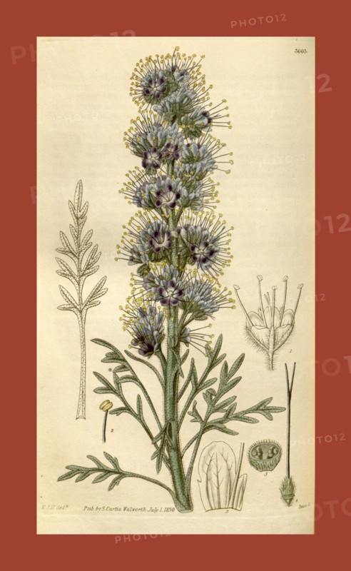 Botanical print by Sir William Jackson Hooker, FRS, 1785 â€ì 1865, English botanical illustrator. He held the post of Regius Professor of Botany at Glasgow University, and was Director of the Royal Botanic Gardens, Kew. From the Liszt Masterpieces of Botanical Illustration Collection, 1830
