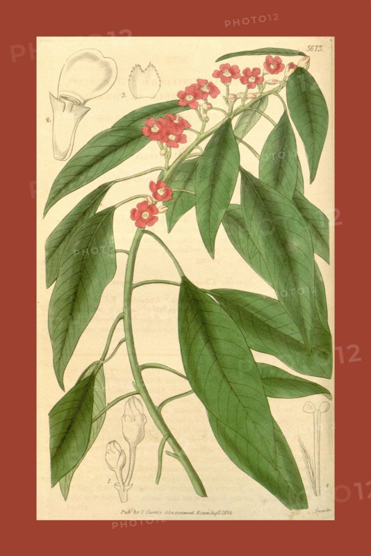 Botanical print or English natural history illustration by Joseph Swan 1796-1872, British Engraver. From the Liszt Masterpieces of Botanical Illustration Collection, 1838