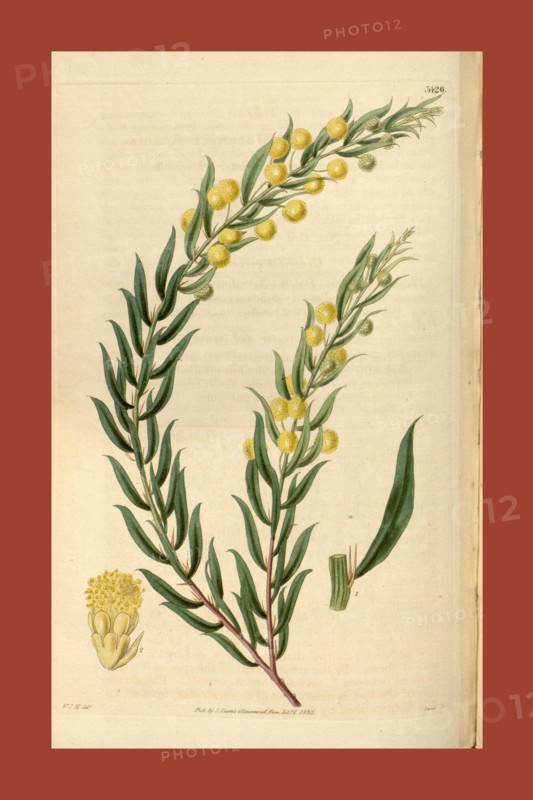 Botanical print by Sir William Jackson Hooker, FRS, 1785 â€ì 1865, English botanical illustrator. He held the post of Regius Professor of Botany at Glasgow University, and was Director of the Royal Botanic Gardens, Kew. From the Liszt Masterpieces of Botanical Illustration Collection, 1835