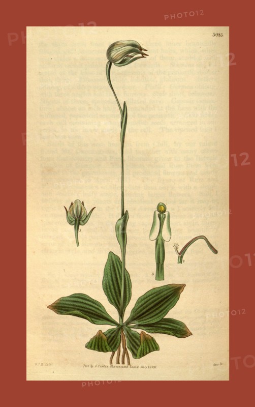 Botanical print by Sir William Jackson Hooker, FRS, 1785 â€ì 1865, English botanical illustrator. He held the post of Regius Professor of Botany at Glasgow University, and was Director of the Royal Botanic Gardens, Kew. From the Liszt Masterpieces of Botanical Illustration Collection, 1831