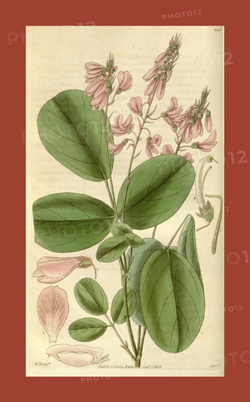 Botanical print by Sir William Jackson Hooker, FRS, 1785 â€ì 1865, English botanical illustrator. He held the post of Regius Professor of Botany at Glasgow University, and was Director of the Royal Botanic Gardens, Kew. From the Liszt Masterpieces of Botanical Illustration Collection.