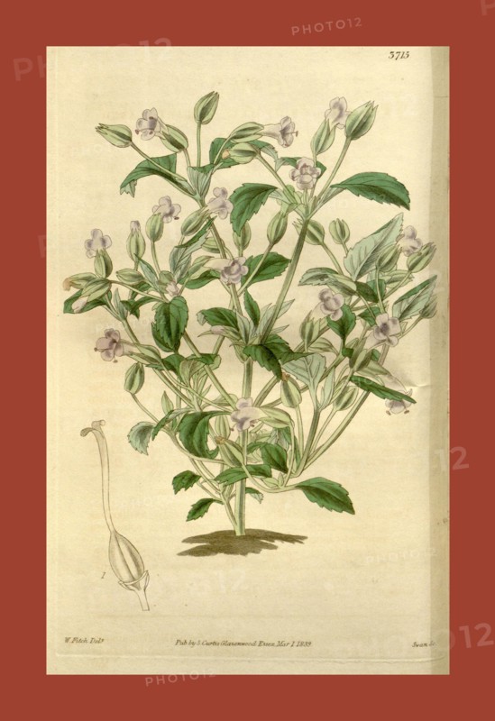 Botanical Print by Walter Hood Fitch 1817 â€ì 1892, W.H. Fitch was an botanical illustrator and artist, born in Glasgow, Scotland, UK, colour lithograph. From the Liszt Masterpieces of Botanical Illustration Collection, 1839