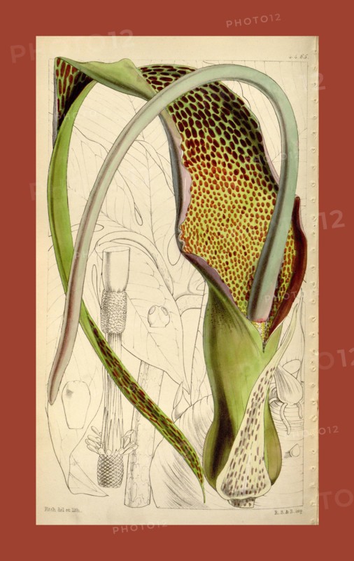 Botanical Print by Walter Hood Fitch 1817 â€ì 1892, W.H. Fitch was an botanical illustrator and artist, born in Glasgow, Scotland, UK, colour lithograph. From the Liszt Masterpieces of Botanical Illustration Collection.