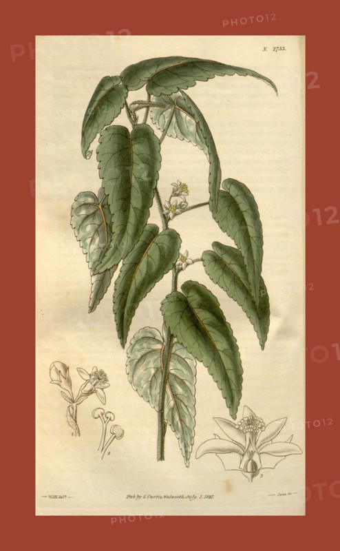 Botanical print by Sir William Jackson Hooker, FRS, 1785 â€ì 1865, English botanical illustrator. He held the post of Regius Professor of Botany at Glasgow University, and was Director of the Royal Botanic Gardens, Kew. From the Liszt Masterpieces of Botanical Illustration Collection, 1827