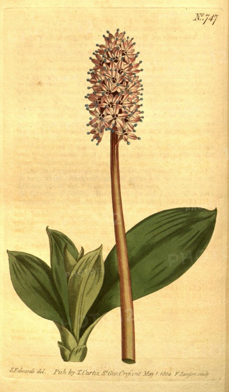 Botanical print by Sydenham Teast Edwards 1768 â€ì 1819, Sydenham Edwards was a natural history illustrator, British, UK, colour lithograph, botanical artist. From the Liszt Masterpieces of Botanical Illustration Collection, 1804