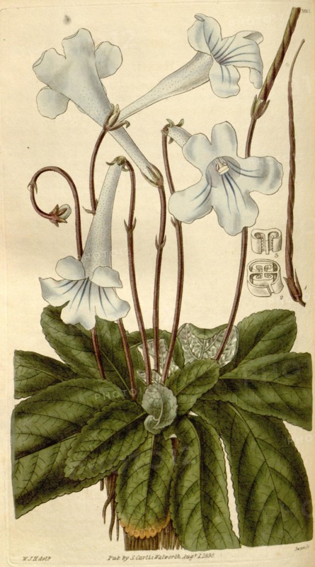 Botanical print by Sir William Jackson Hooker, FRS, 1785 â€ì 1865, English botanical illustrator. He held the post of Regius Professor of Botany at Glasgow University, and was Director of the Royal Botanic Gardens, Kew. From the Liszt Masterpieces of Botanical Illustration Collection, 1830