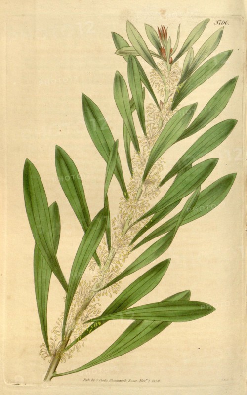 Botanical print or English natural history illustration by Joseph Swan 1796-1872, British Engraver. From the Liszt Masterpieces of Botanical Illustration Collection, 1839