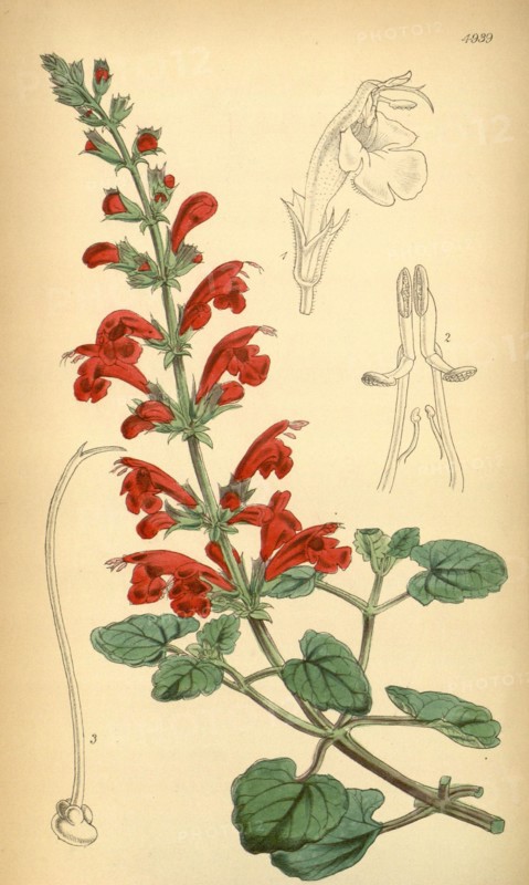 19th century botanical colour  print. Botanical illustration.  Form, colour, and details of the  plant as an art piece. From the  Liszt Masterpieces of Botanical  Illustration Collection.