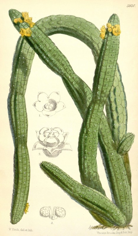 Botanical Print by Walter Hood Fitch 1817 â€ì 1892, W.H. Fitch was an botanical illustrator and artist, born in Glasgow, Scotland, UK, colour lithograph. From the Liszt Masterpieces of Botanical Illustration Collection.