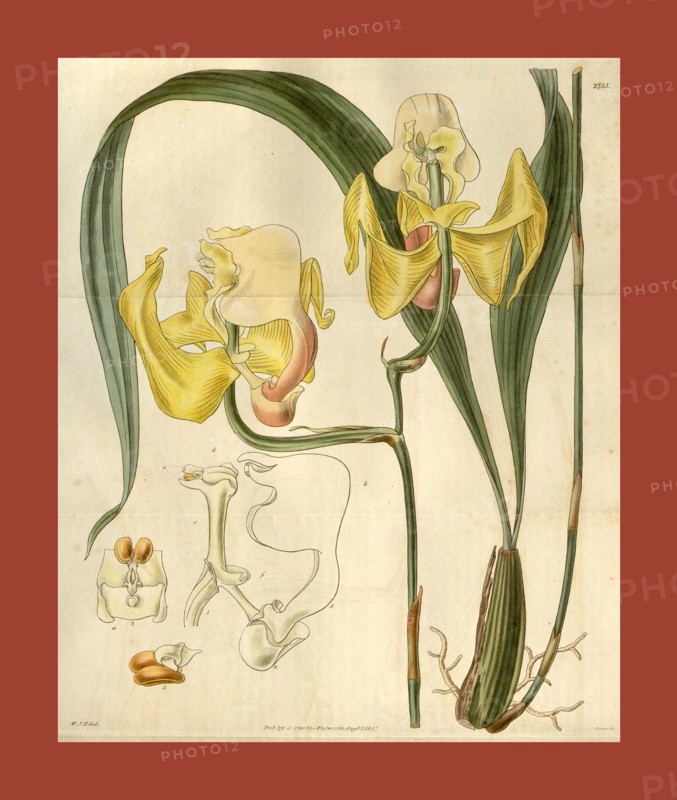 Botanical print by Sir William Jackson Hooker, FRS, 1785 â€ì 1865, English botanical illustrator. He held the post of Regius Professor of Botany at Glasgow University, and was Director of the Royal Botanic Gardens, Kew. From the Liszt Masterpieces of Botanical Illustration Collection, 1827