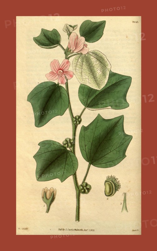 Botanical print by Sir William Jackson Hooker, FRS, 1785 â€ì 1865, English botanical illustrator. He held the post of Regius Professor of Botany at Glasgow University, and was Director of the Royal Botanic Gardens, Kew. From the Liszt Masterpieces of Botanical Illustration Collection, 1831