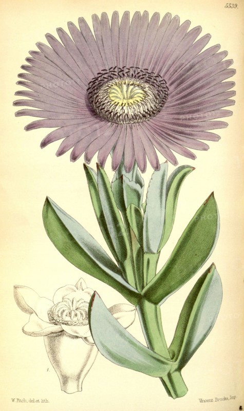 Botanical Print by Walter Hood Fitch 1817 â€ì 1892, W.H. Fitch was an botanical illustrator and artist, born in Glasgow, Scotland, UK, colour lithograph. From the Liszt Masterpieces of Botanical Illustration Collection.