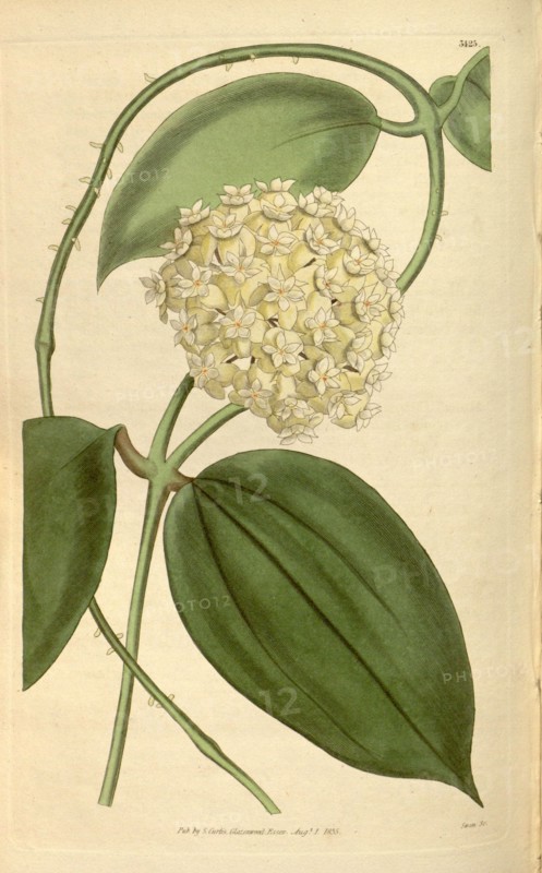 Botanical print or English natural history illustration by Joseph Swan 1796-1872, British Engraver. From the Liszt Masterpieces of Botanical Illustration Collection, 1835.