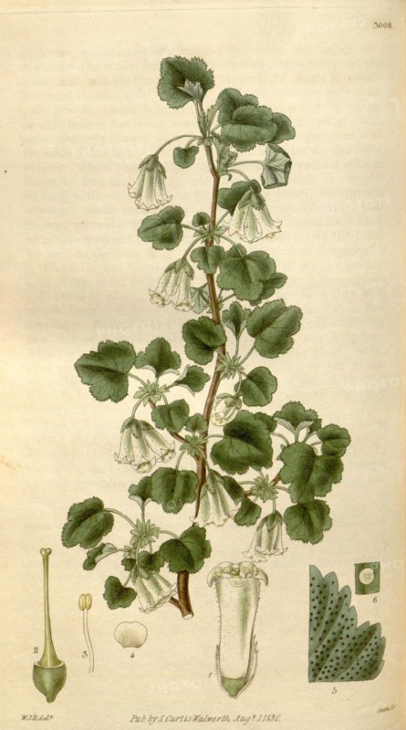 Botanical print by Sir William Jackson Hooker, FRS, 1785 â€ì 1865, English botanical illustrator. He held the post of Regius Professor of Botany at Glasgow University, and was Director of the Royal Botanic Gardens, Kew. From the Liszt Masterpieces of Botanical Illustration Collection, 1830.