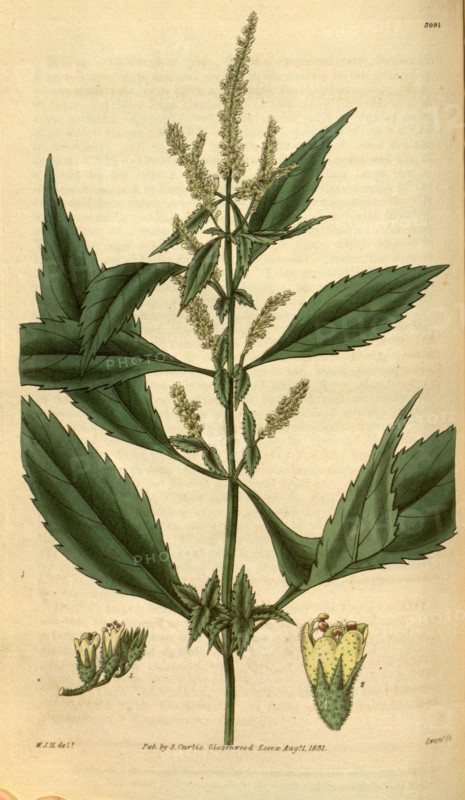 Botanical print by Sir William Jackson Hooker, FRS, 1785 â€ì 1865, English botanical illustrator. He held the post of Regius Professor of Botany at Glasgow University, and was Director of the Royal Botanic Gardens, Kew. From the Liszt Masterpieces of Botanical Illustration Collection.