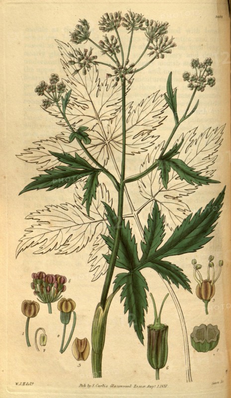 Botanical print by Sir William Jackson Hooker, FRS, 1785 â€ì 1865, English botanical illustrator. He held the post of Regius Professor of Botany at Glasgow University, and was Director of the Royal Botanic Gardens, Kew. From the Liszt Masterpieces of Botanical Illustration Collection.