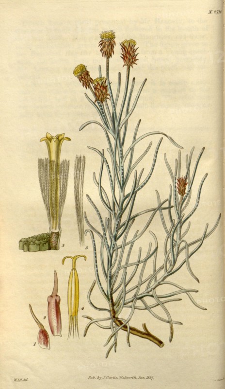 Botanical print by Sir William Jackson Hooker, FRS, 1785 â€ì 1865, English botanical illustrator. He held the post of Regius Professor of Botany at Glasgow University, and was Director of the Royal Botanic Gardens, Kew. From the Liszt Masterpieces of Botanical Illustration Collection, 1827.