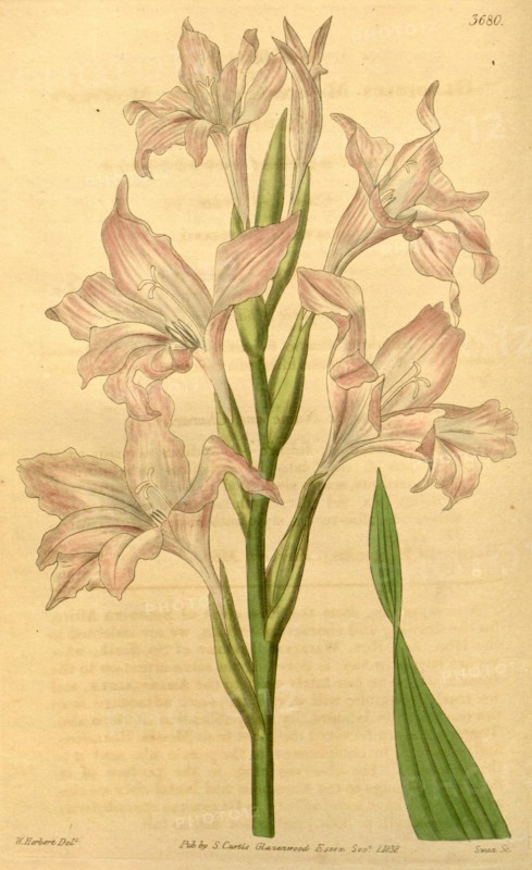 Botanical print by William  Herbert, 1778 â€ì 1847 was a  British botanist, botanical  illustrator, English natural  history illustrator. From the  Liszt Masterpieces of Botanical  Illustration Collection.