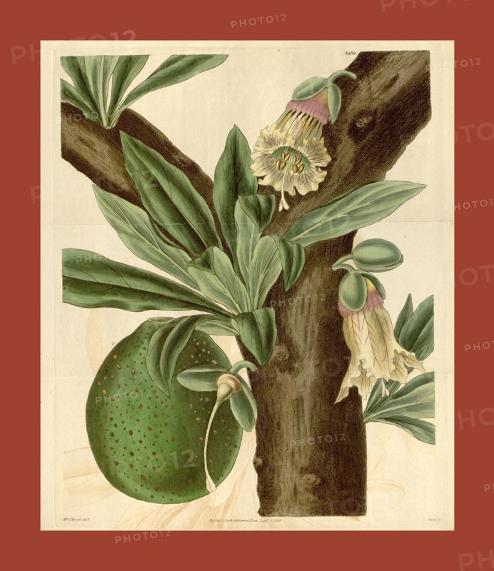 Botanical print by Mrs. C.  Horsfall, an English natural  history illustrator and  botanical artist. From the Liszt  Masterpieces of Botanical  Illustration Collection.