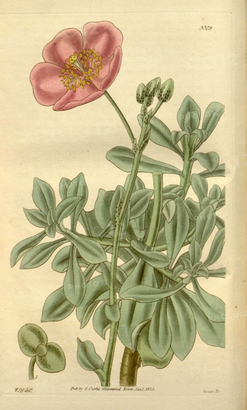 Botanical print by Sir William Jackson Hooker, FRS, 1785 â€ì 1865, English botanical illustrator. He held the post of Regius Professor of Botany at Glasgow University, and was Director of the Royal Botanic Gardens, Kew. From the Liszt Masterpieces of Botanical Illustration Collection.