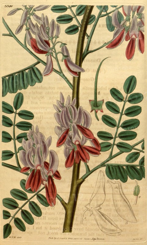 Botanical print by Sir William Jackson Hooker, FRS, 1785 â€ì 1865, English botanical illustrator. He held the post of Regius Professor of Botany at Glasgow University, and was Director of the Royal Botanic Gardens, Kew. From the Liszt Masterpieces of Botanical Illustration Collection.