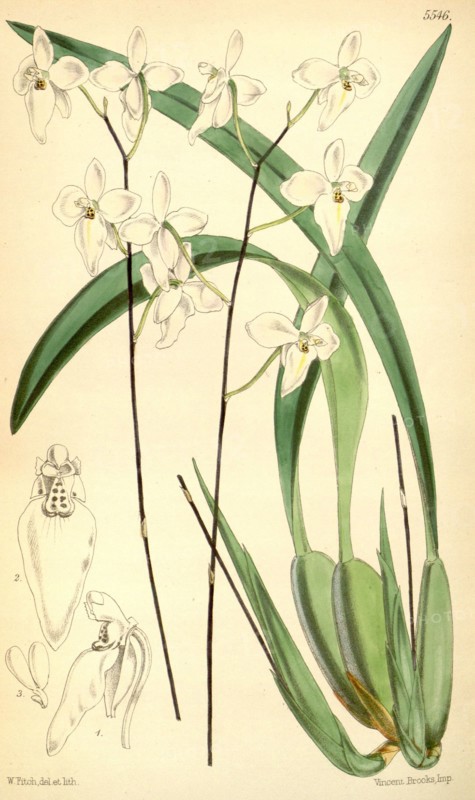 Botanical Print by Walter Hood Fitch 1817 â€ì 1892, W.H. Fitch was an botanical illustrator and artist, born in Glasgow, Scotland, UK, colour lithograph. From the Liszt Masterpieces of Botanical Illustration Collection.