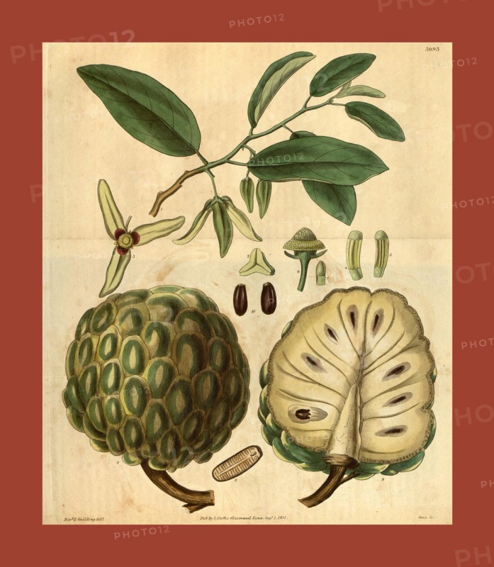 Botanical print or English natural history illustration by Joseph Swan 1796-1872, British Engraver. From the Liszt Masterpieces of Botanical Illustration Collection.