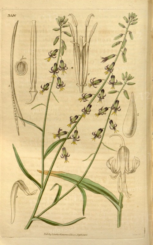 Botanical print or English natural history illustration by Joseph Swan 1796-1872, British Engraver. From the Liszt Masterpieces of Botanical Illustration Collection.