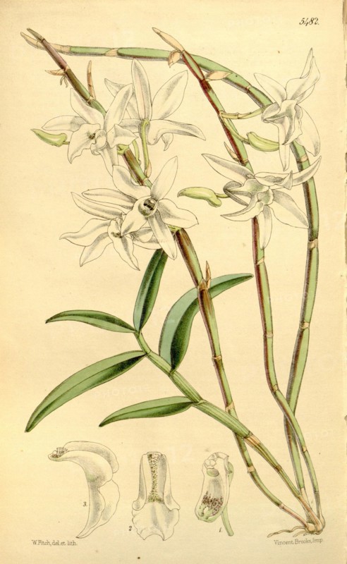 Botanical Print by Walter Hood Fitch 1817 â€ì 1892, W.H. Fitch was an botanical illustrator and artist, born in Glasgow, Scotland, UK, colour lithograph. From the Liszt Masterpieces of Botanical Illustration Collection.