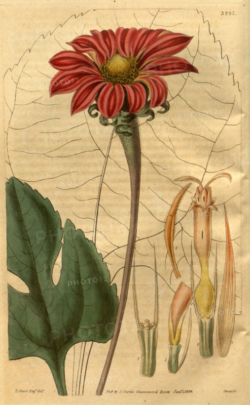 19th century botanical colour  print. Botanical illustration.  Form, colour, and details of the  plant as an art piece. From the  Liszt Masterpieces of Botanical  Illustration Collection.