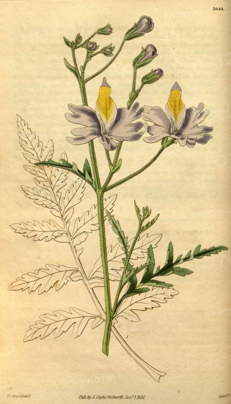 Botanical print by Robert Kaye  Greville, 1794 â€ì 1866, an  English botanist. He was an  accomplished British botanical  artist and illustrator of  natural history. From the Liszt  Masterpieces of Botanical  Illustration Collection.