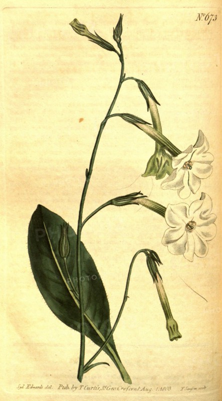 Botanical print by Sydenham Teast Edwards 1768 â€ì 1819, Sydenham Edwards was a natural history illustrator, British, UK, colour lithograph, botanical artist. From the Liszt Masterpieces of Botanical Illustration Collection.