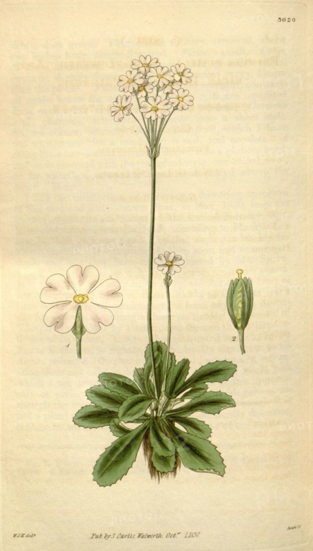 Botanical print by Sir William  Jackson Hooker, FRS, 1785 â€ì  1865, English botanical  illustrator. He held the post of  Regius Professor of Botany at  Glasgow University, and was  Director of the Royal Botanic  Gardens, Kew. From the Liszt  Masterpieces of Botanical  Illustration Collection.