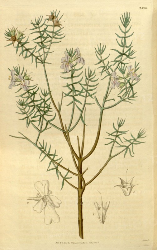 Botanical print or English natural history illustration by Joseph Swan 1796-1872, British Engraver. From the Liszt Masterpieces of Botanical Illustration Collection.