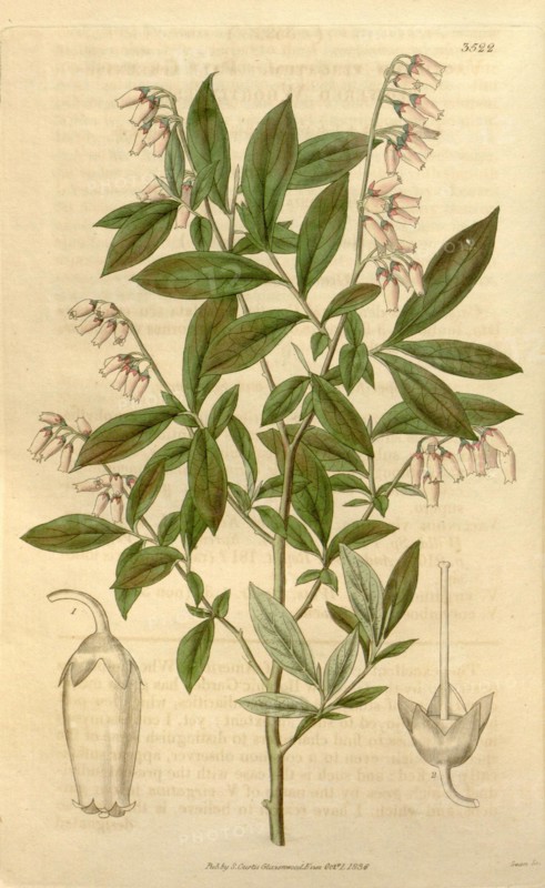 Botanical print or English natural history illustration by Joseph Swan 1796-1872, British Engraver. From the Liszt Masterpieces of Botanical Illustration Collection.