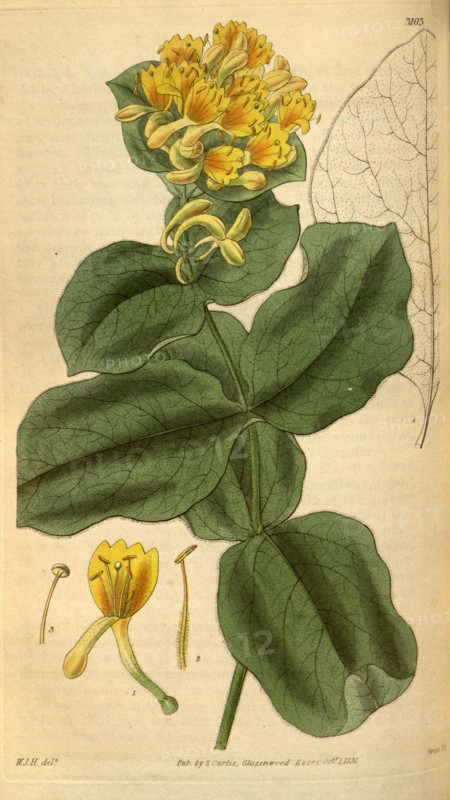 Botanical print by Sir William Jackson Hooker, FRS, 1785 â€ì 1865, English botanical illustrator. He held the post of Regius Professor of Botany at Glasgow University, and was Director of the Royal Botanic Gardens, Kew. From the Liszt Masterpieces of Botanical Illustration Collection.