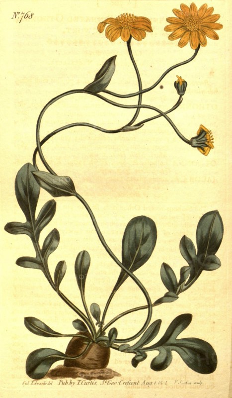 Botanical print by Sydenham Teast Edwards 1768 â€ì 1819, Sydenham Edwards was a natural history illustrator, British, UK, colour lithograph, botanical artist. From the Liszt Masterpieces of Botanical Illustration Collection.