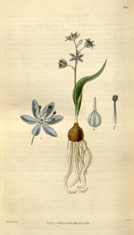 Botanical print by Sir William Jackson Hooker, FRS, 1785 â€ì 1865, English botanical illustrator. He held the post of Regius Professor of Botany at Glasgow University, and was Director of the Royal Botanic Gardens, Kew. From the Liszt Masterpieces of Botanical Illustration Collection.