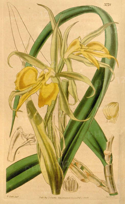 Botanical Print by Walter Hood Fitch 1817 â€ì 1892, W.H. Fitch was an botanical illustrator and artist, born in Glasgow, Scotland, UK, colour lithograph. From the Liszt Masterpieces of Botanical Illustration Collection.