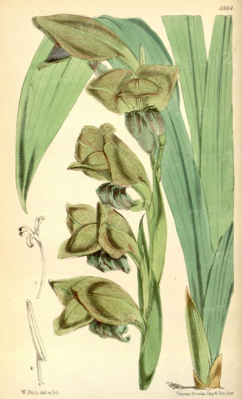 Botanical Print by Walter Hood Fitch 1817 â€ì 1892, W.H. Fitch was an botanical illustrator and artist, born in Glasgow, Scotland, UK, colour lithograph. From the Liszt Masterpieces of Botanical Illustration Collection.