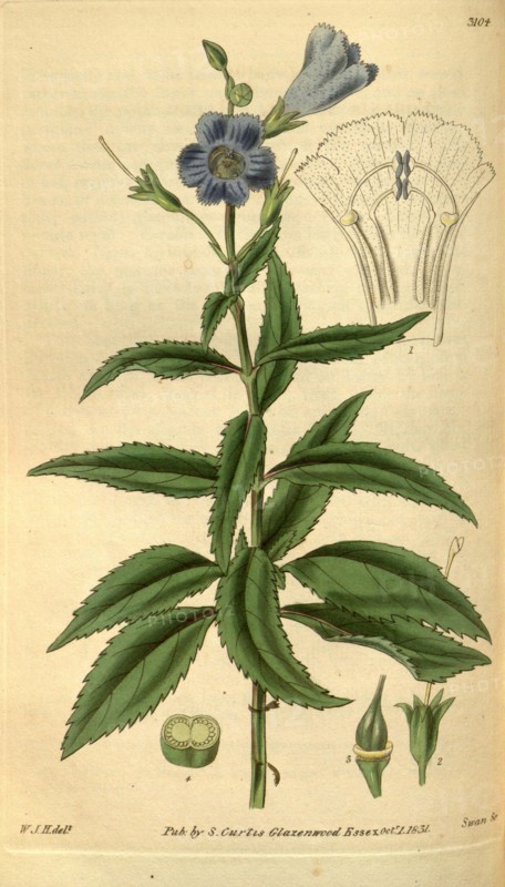 Botanical print by Sir William Jackson Hooker, FRS, 1785 â€ì 1865, English botanical illustrator. He held the post of Regius Professor of Botany at Glasgow University, and was Director of the Royal Botanic Gardens, Kew. From the Liszt Masterpieces of Botanical Illustration Collection.