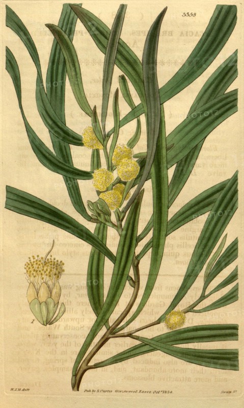 Botanical print by Sir William Jackson Hooker, FRS, 1785 â€ì 1865, English botanical illustrator. He held the post of Regius Professor of Botany at Glasgow University, and was Director of the Royal Botanic Gardens, Kew. From the Liszt Masterpieces of Botanical Illustration Collection.