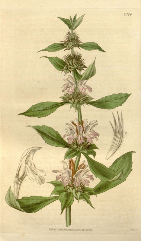 Botanical print or English natural history illustration by Joseph Swan 1796-1872, British Engraver. From the Liszt Masterpieces of Botanical Illustration Collection.